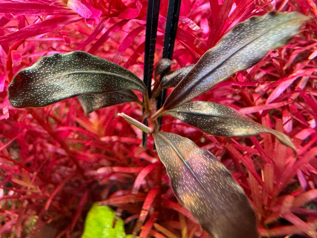 Bucephalandra sp.Ghost kalimantan - メルカリ