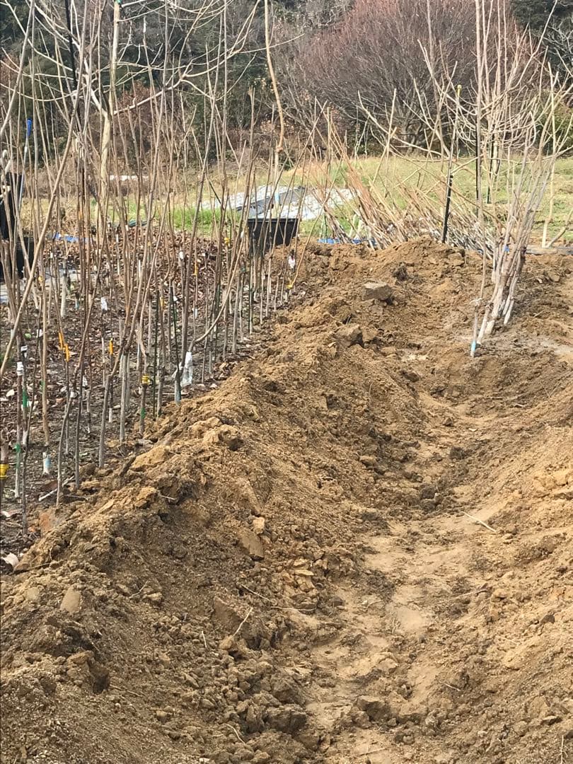 ピーカンナッツ　接木地堀苗　“マハン”
