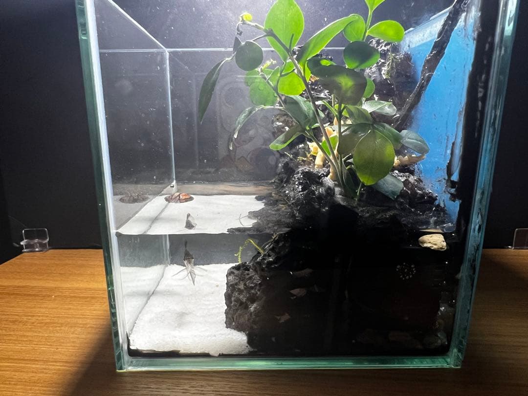 滝の流れるアクアテラリウムpart4 15cmキューブ水槽 - メルカリ