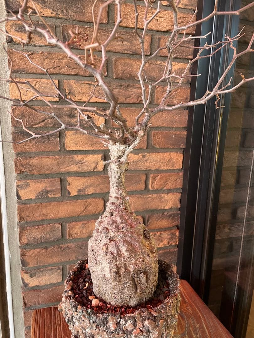 オペルクリカリア　パキプス　阪本健