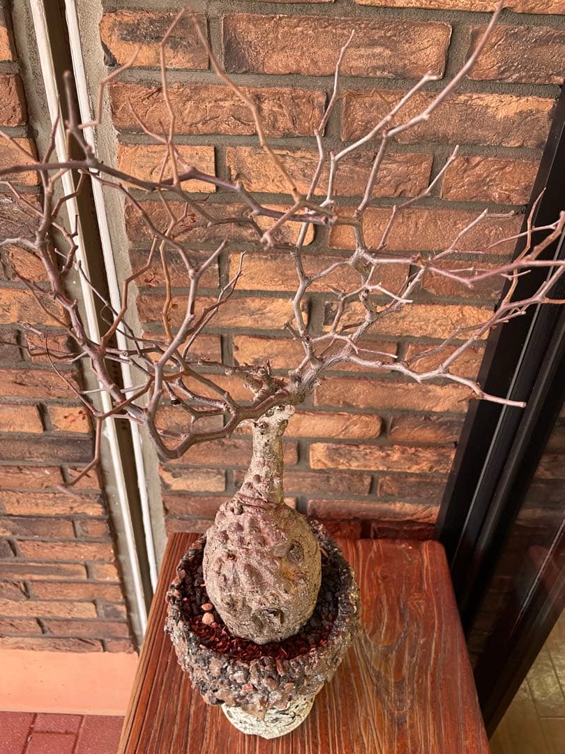 オペルクリカリア　パキプス　阪本健