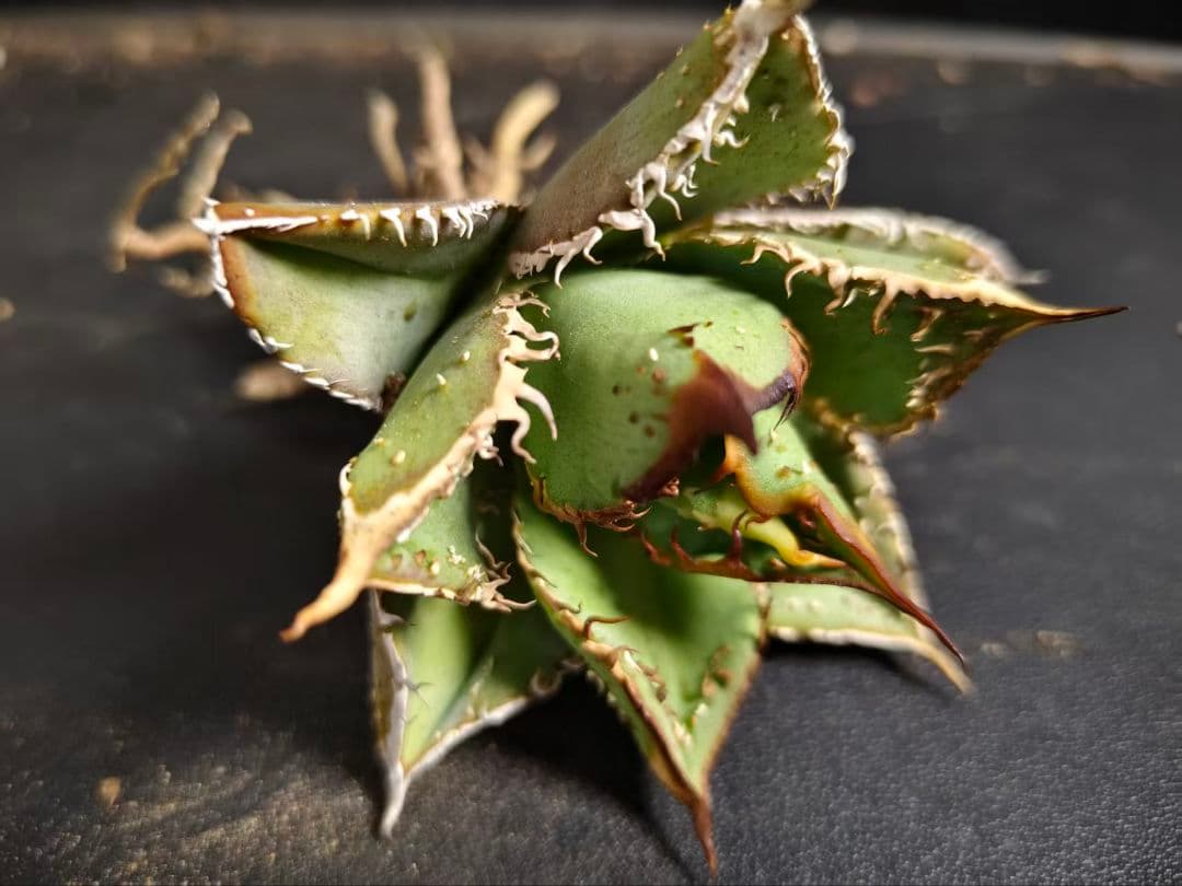 アガベ チタノタ 麻花龍 極上強棘 美株 ブツブツ コレクシ Lize D11