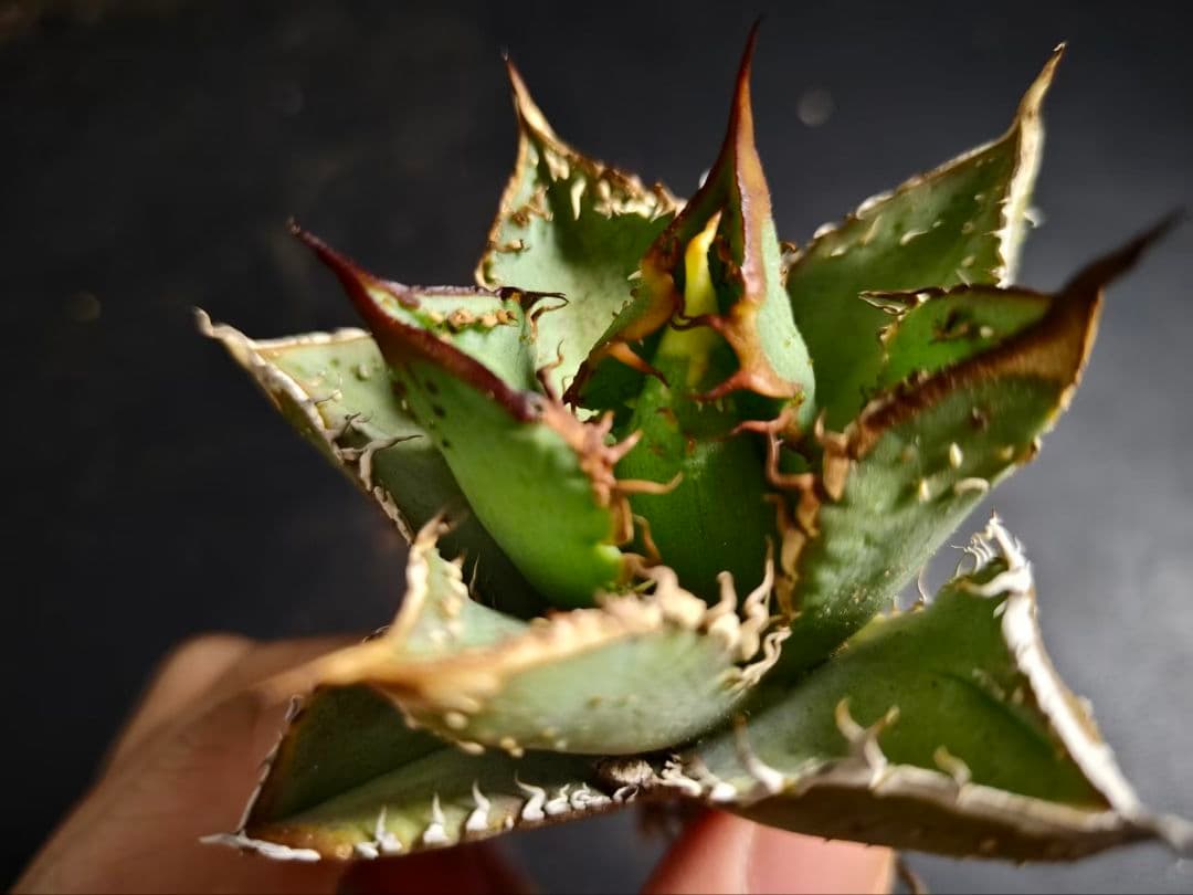 アガベ チタノタ 麻花龍 極上強棘 美株 ブツブツ コレクシ Lize D11