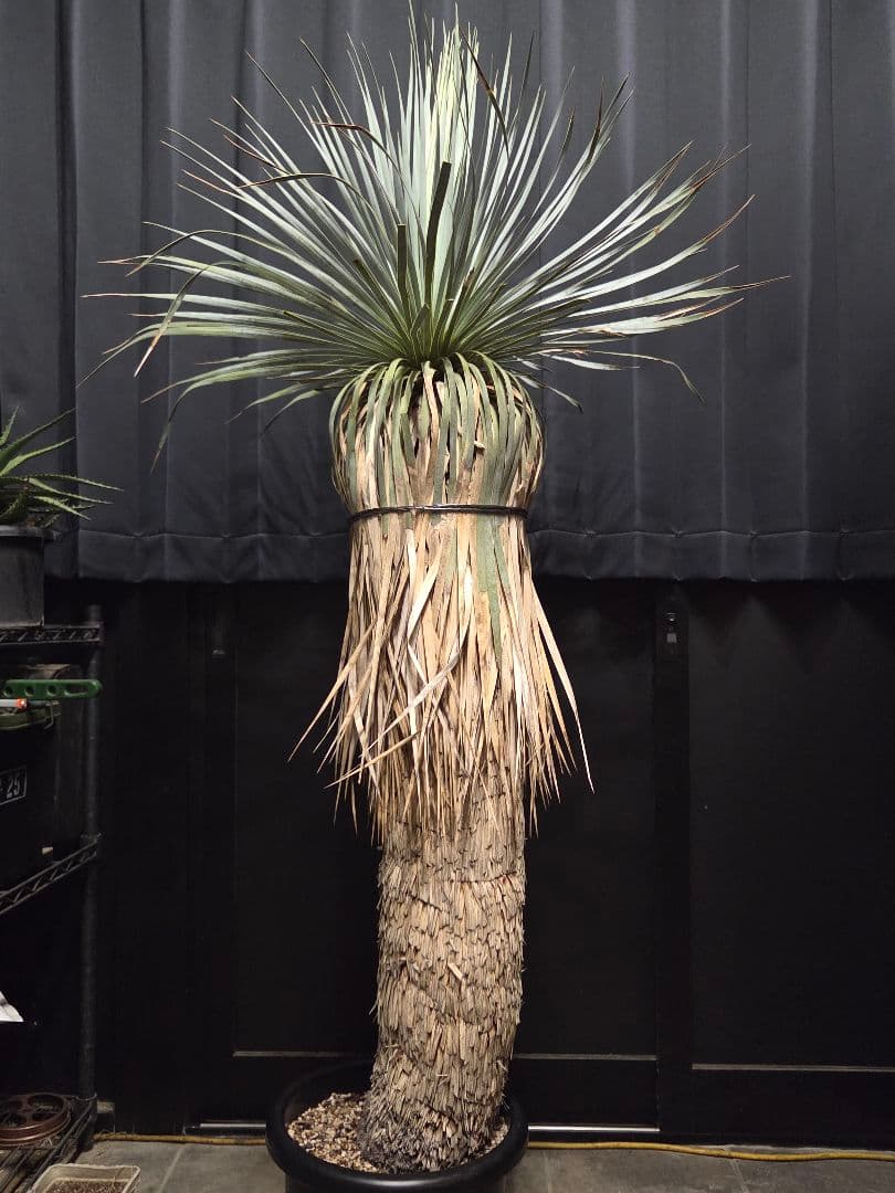 専用、セット、リピ、特割ユッカロストラータ 大、太株 (つ)濃厚ブルー葉 専用、セット、リピ、特割ユッカロストラータ 大、太株 (つ)濃厚ブルー