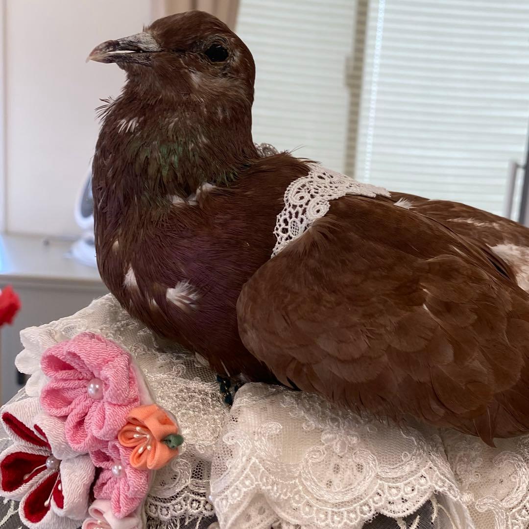 鳩のヘアアクセサリー ヘッドドレス レース パール