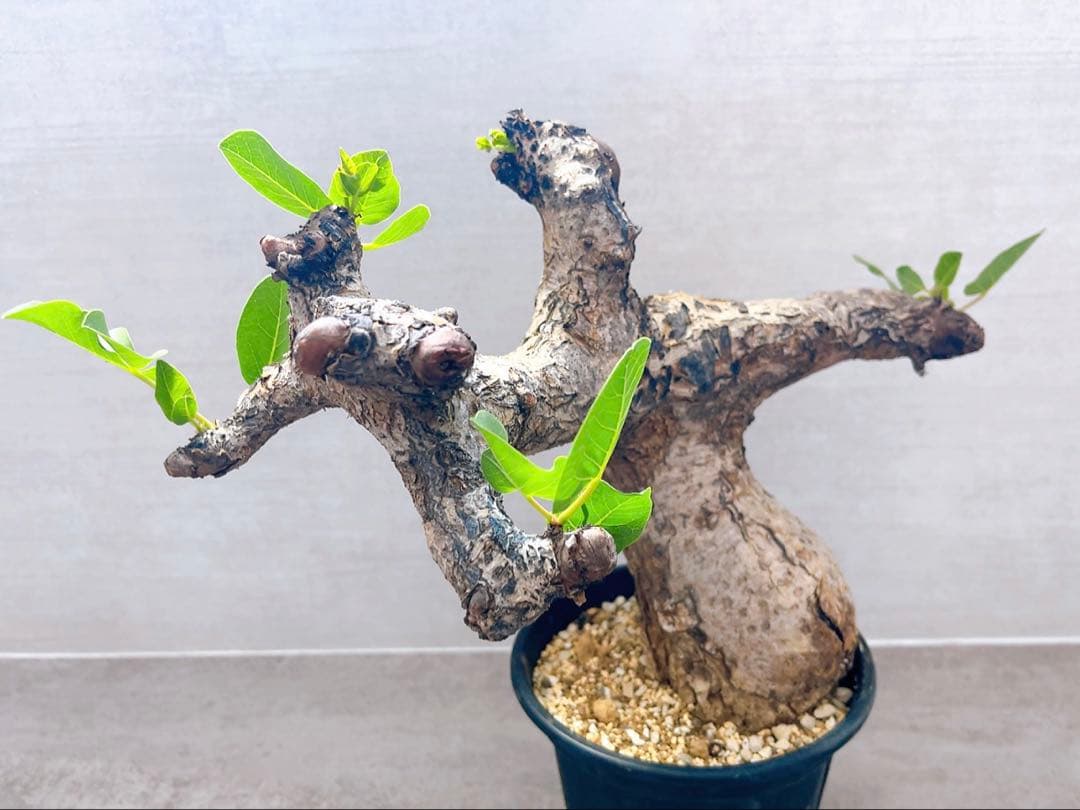 《TAKUYAページ》『コミフォラ グイドッティ 』現地球　発根済極美大株