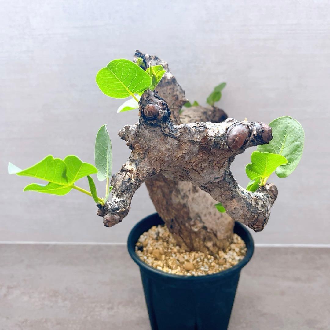 《TAKUYAページ》『コミフォラ グイドッティ 』現地球　発根済極美大株