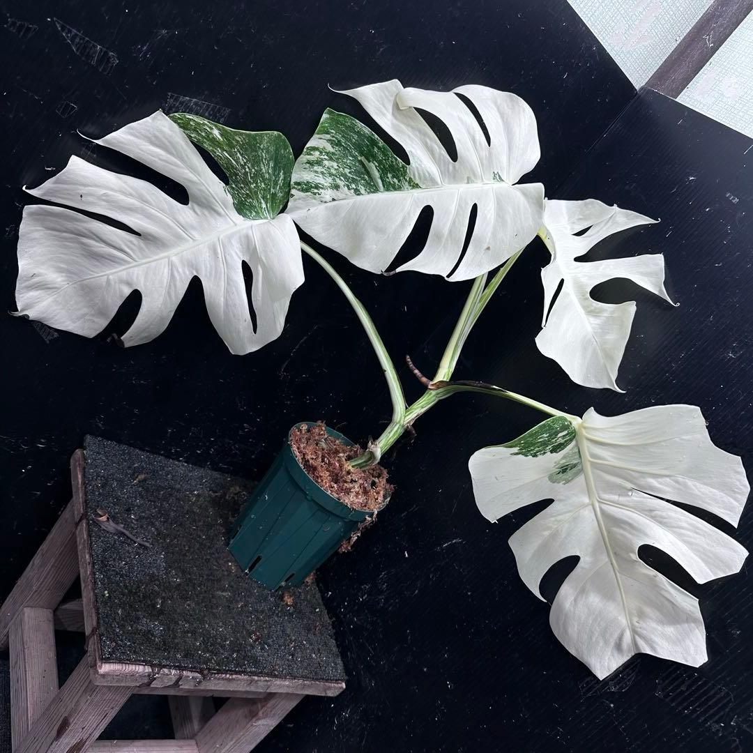 か*え様 斑入りモンステラ極上ホワイトタイガーフルムーン4号鉢植え発根済み か*い様 斑入りモンステラ極上ホワイトタイガーフルムーン4号鉢植え発