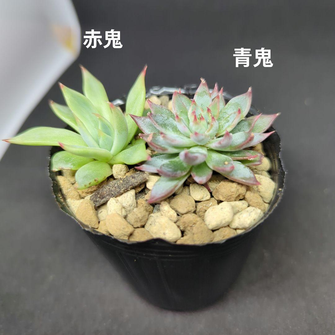 赤鬼 青鬼 ミックスベリア おらいさん苗 1 - メルカリ