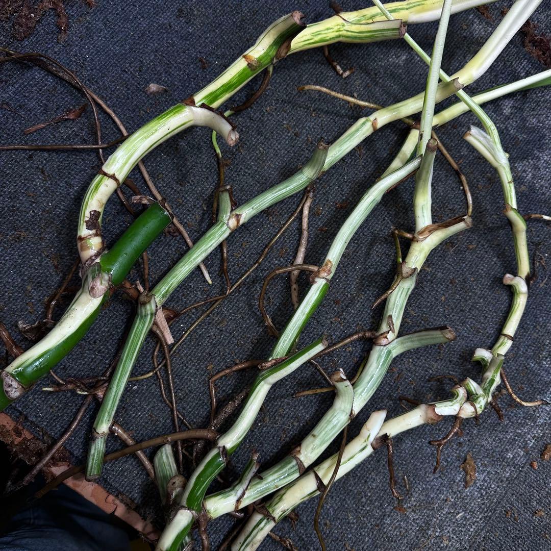 雨*♪様 斑入りモンステラホワイトタイガー大茎5株おまとめ モンステラ ホワイトタイガーの育て方（ボルシギアナの細かい白斑品種