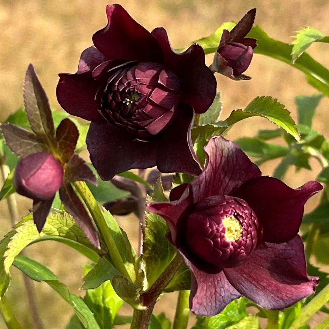 も*子様 ❤️根充実❤️逞しい新芽元気株❤️3207⭐️小輪⭐️スレート⭐️コン