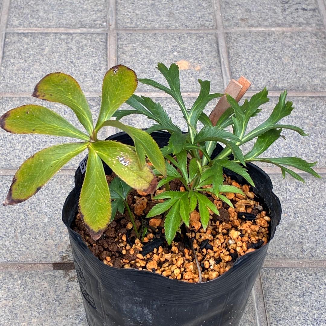 も*子様 ❤️根充実❤️逞しい新芽元気株❤️3207⭐️小輪⭐️スレート⭐️コン