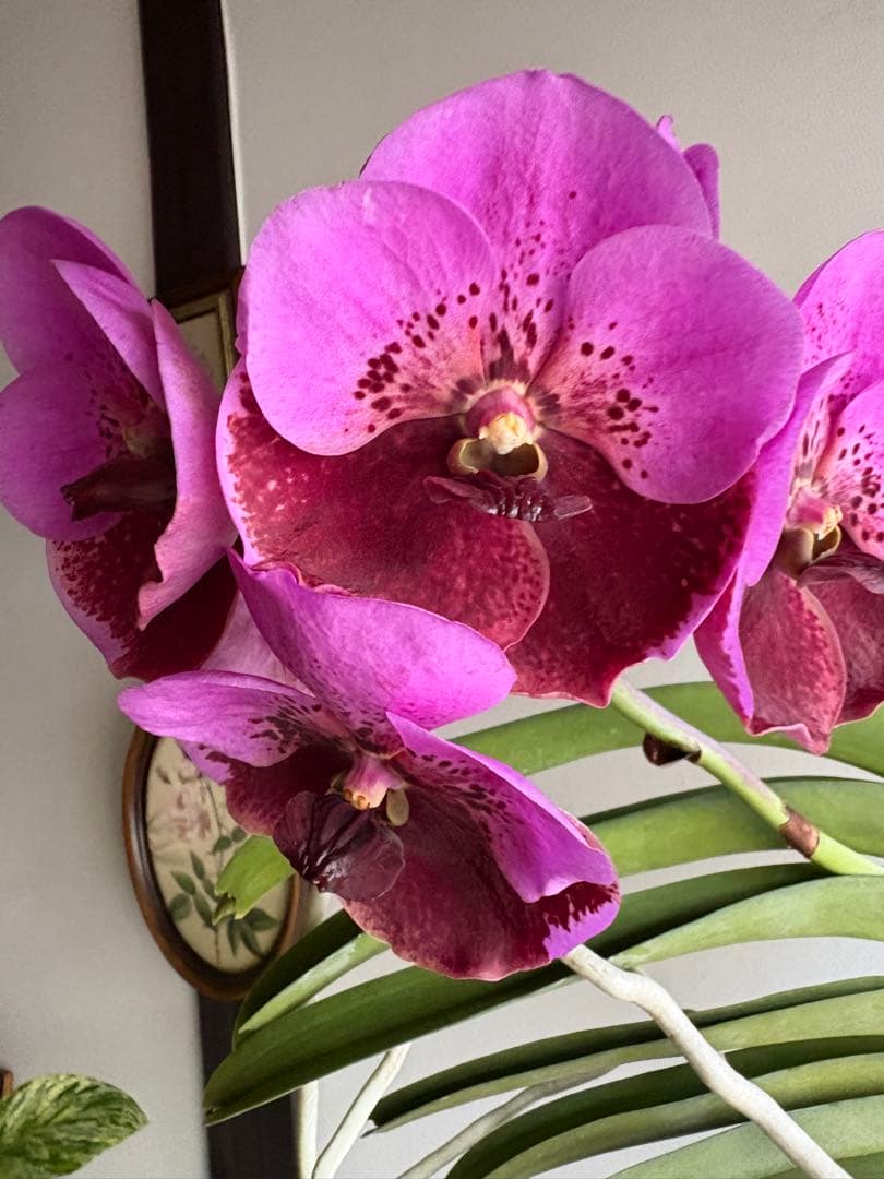 洋ラン バンダ 蘭 Renu Delight ツートン ① - メルカリ