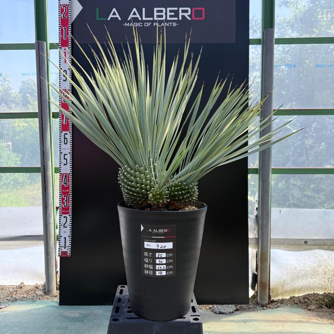 【AL920】ユッカ　ロストラータ　トリプルヘッド AL920】ユッカ ロストラータ トリプルヘッド - メルカリ