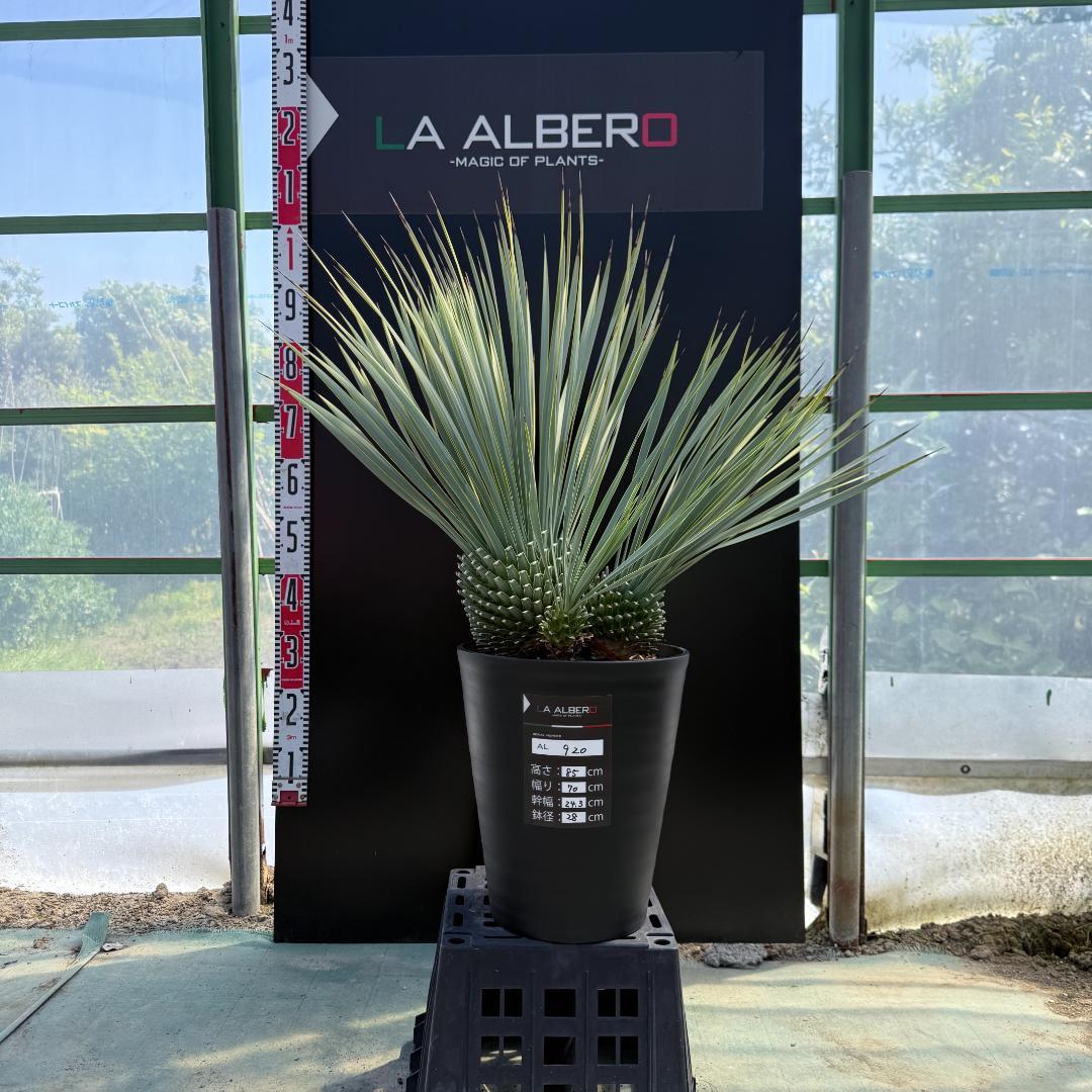 AL920】ユッカ ロストラータ トリプルヘッド - メルカリ