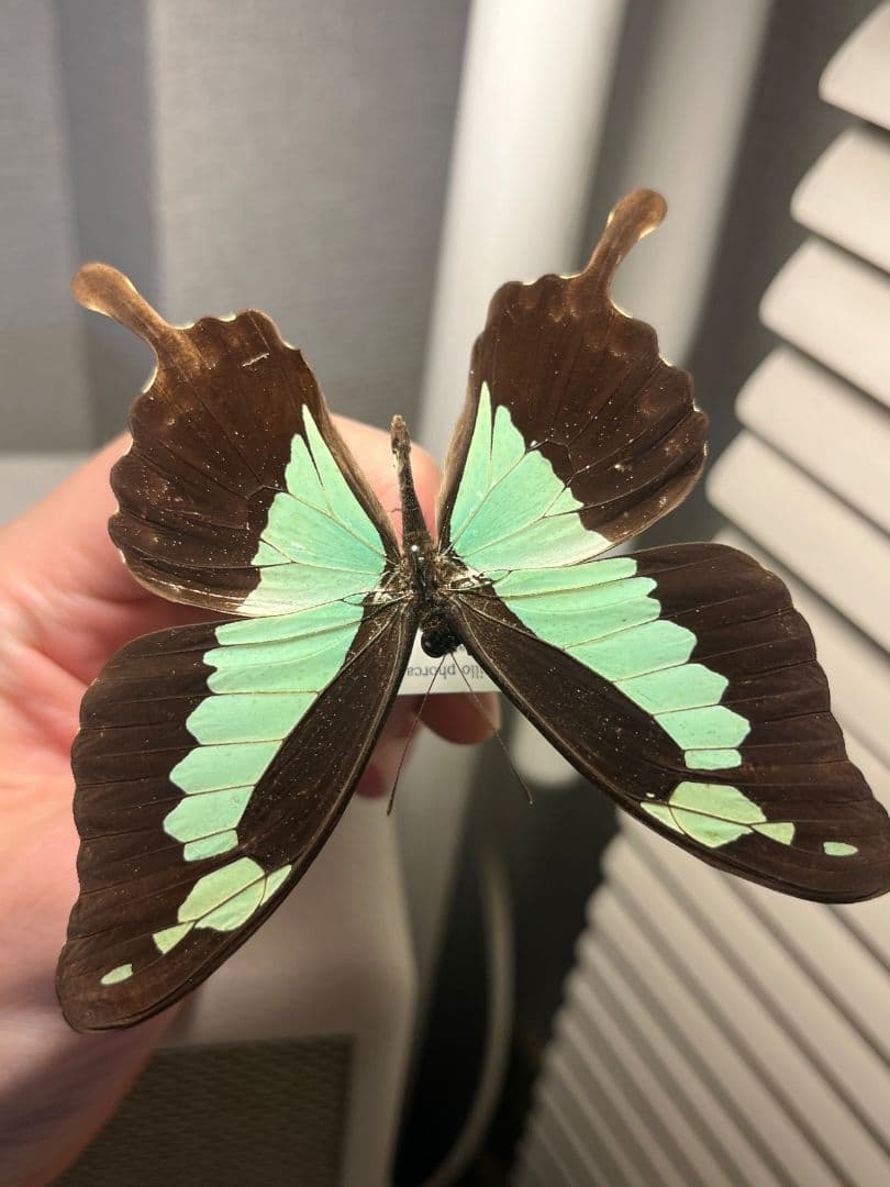 LAST】フォルカスミドリアゲハ オオルリアゲハ 外国産蝶標本