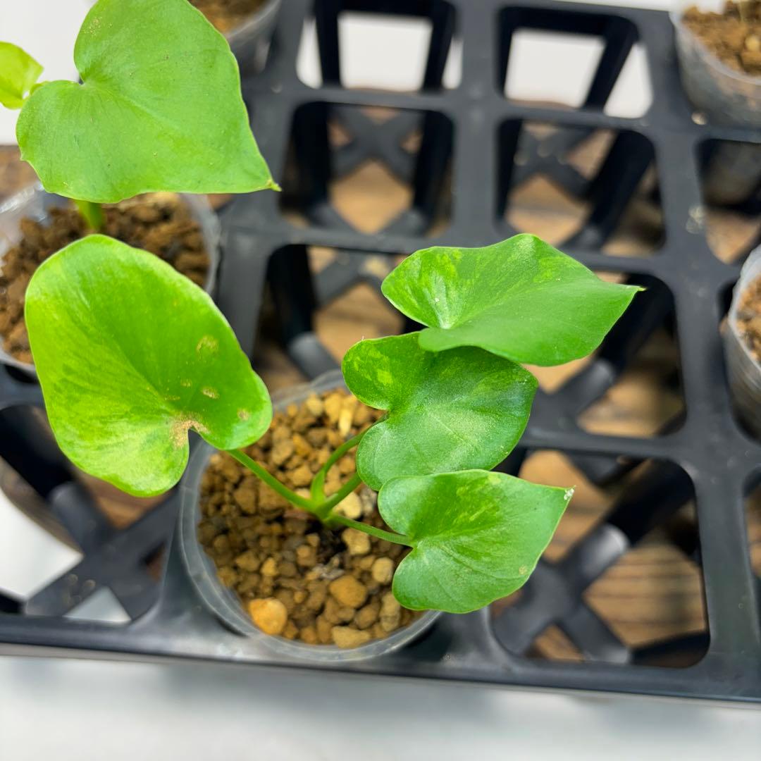 5株セット ms147selloum Var フィロデンドロン・セローム・斑入り