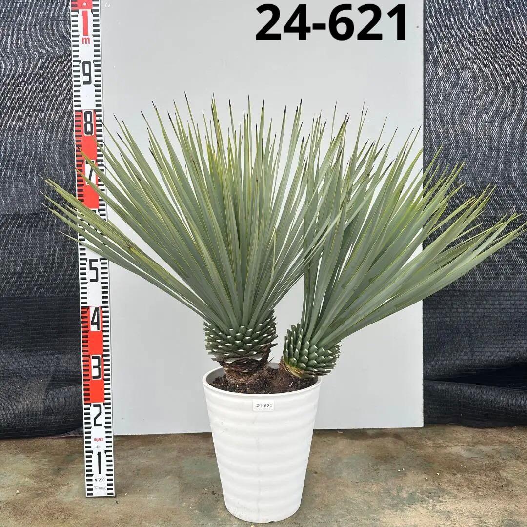 ユッカ ロストラータ【24-621】2頭株 シルバーブルー