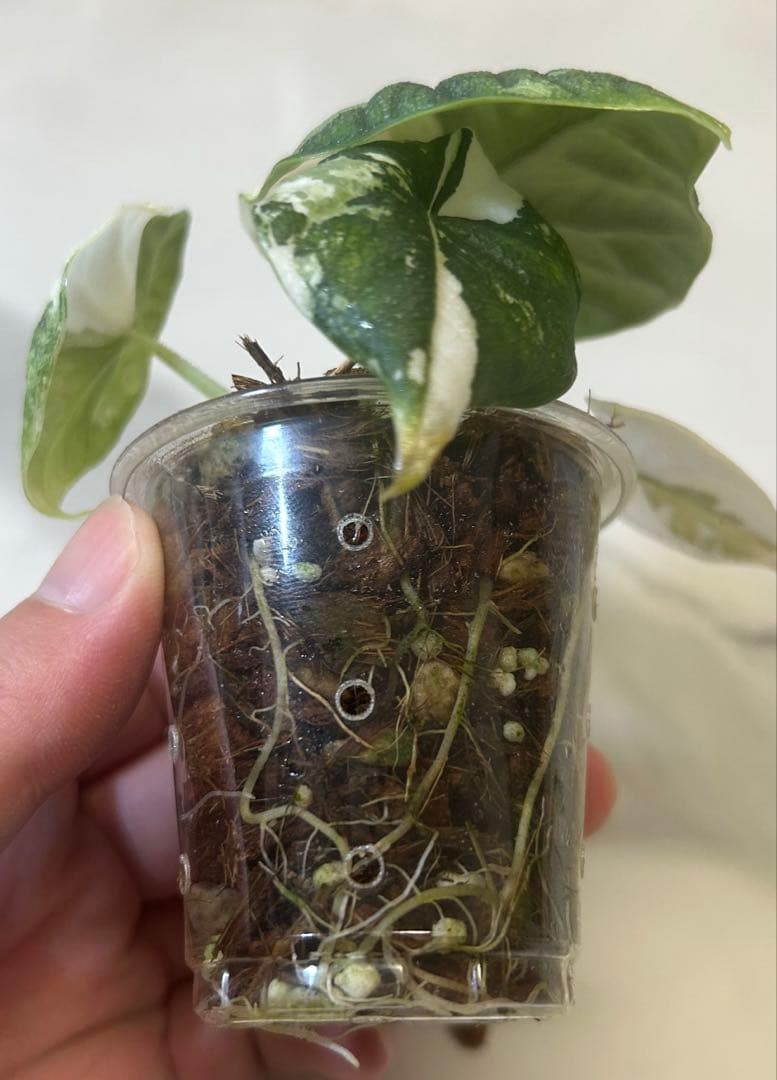 レア】 アロカシア メロ 斑入