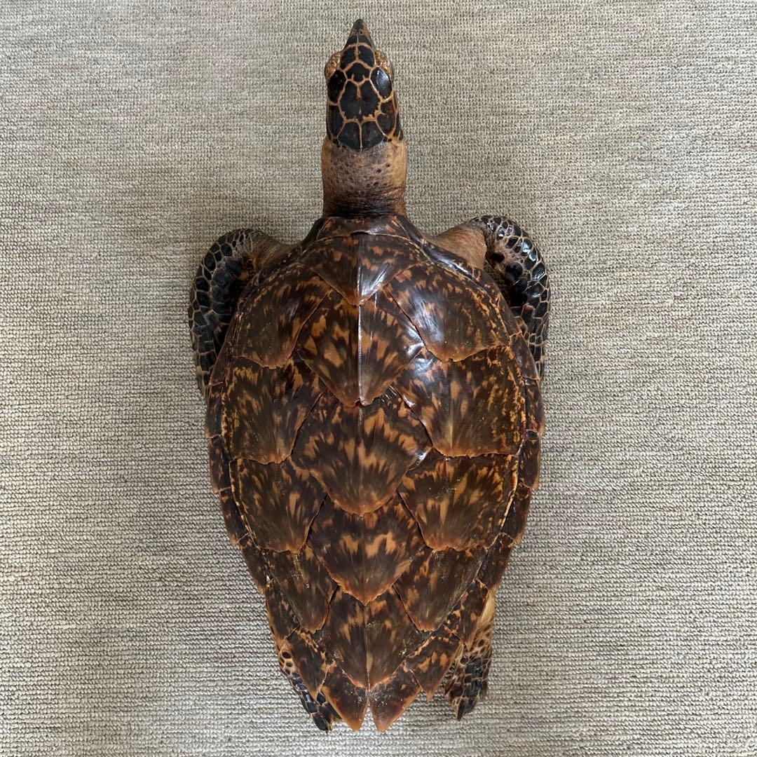 ウミガメ タイマイの剥製 国際希少野生動植物登録票有り - メルカリ