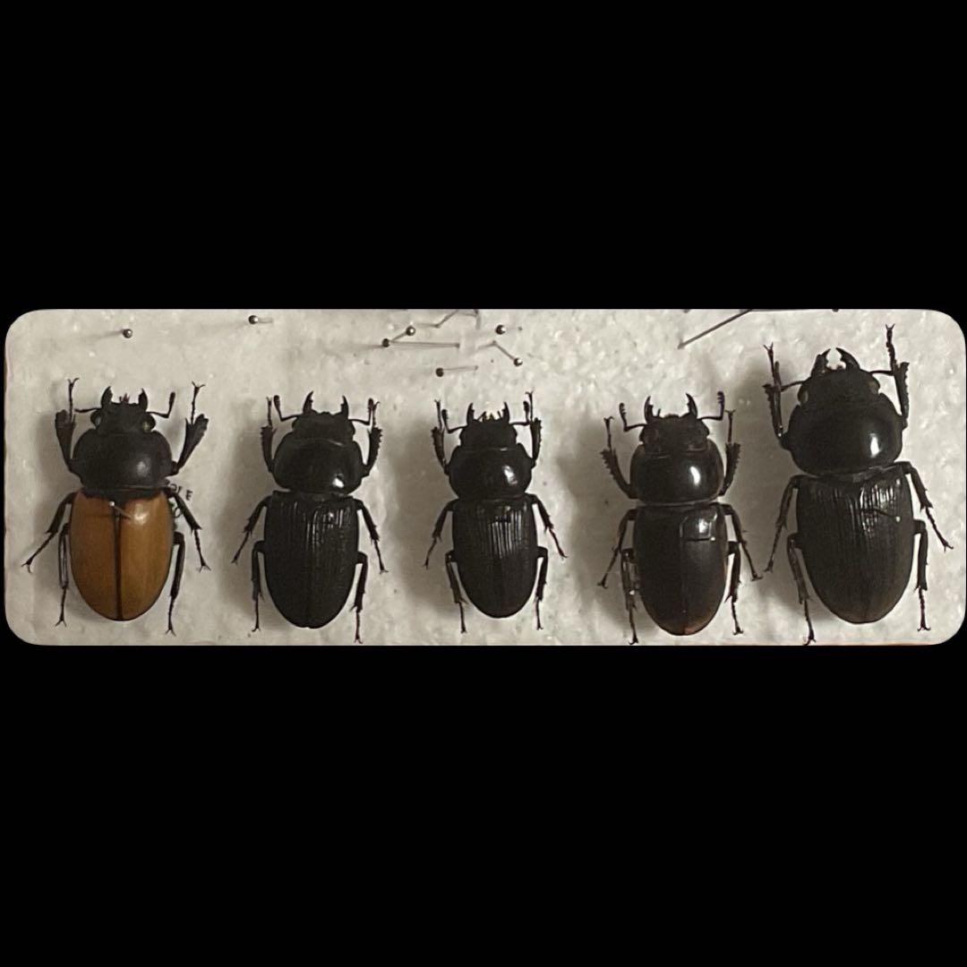 クワガタ 標本 セット - メルカリ
