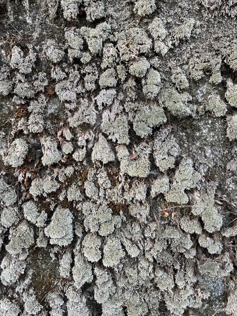 ギンゴケ 銀苔 生育状況確認用ページ