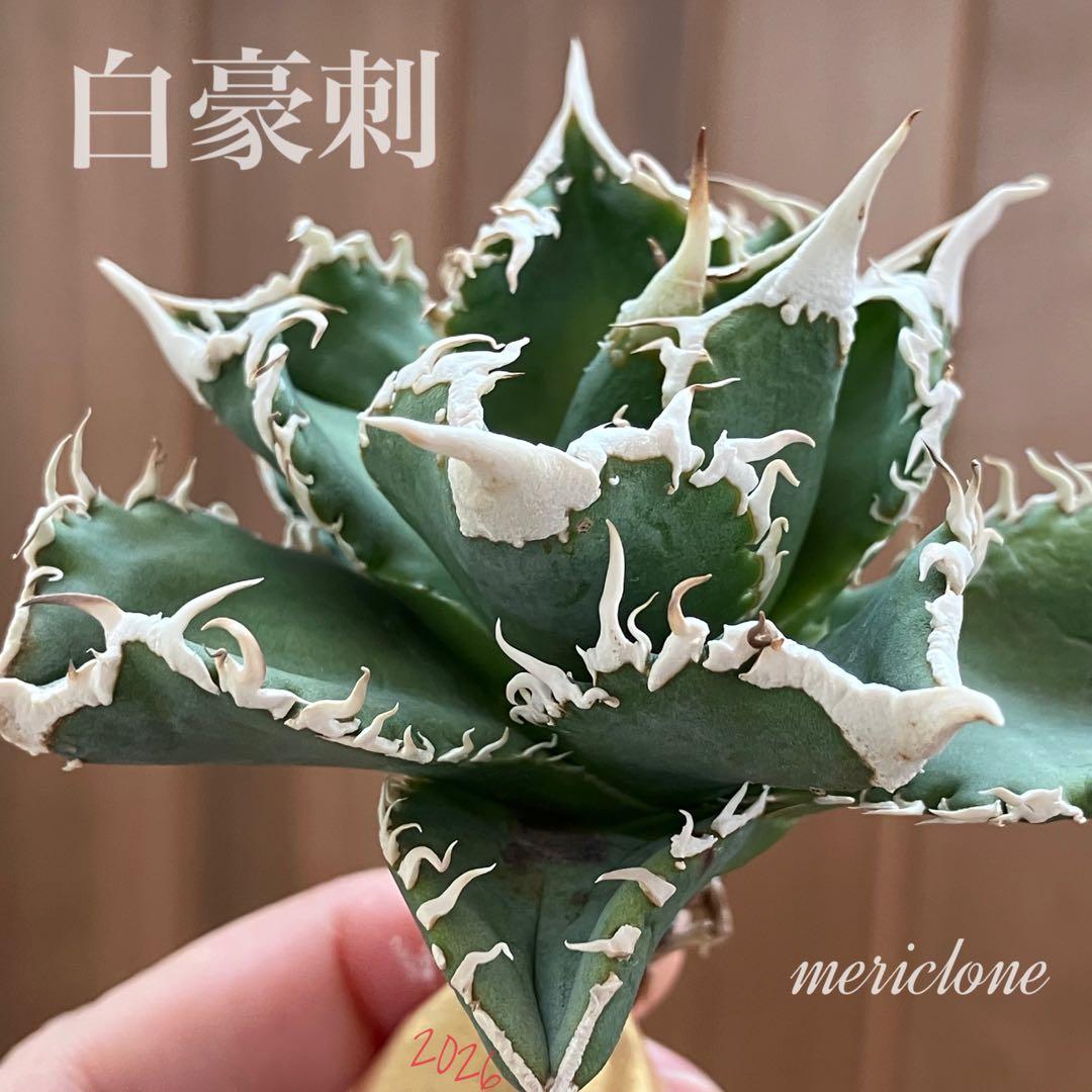 イ*オ様 【初売りオークション】63 特選　サイズ大　アガベ　白豪刺　TC AGAVE TITANOTA 白豪刺 アガベ・チタノタ 白毫刺（芽）-006｜agave