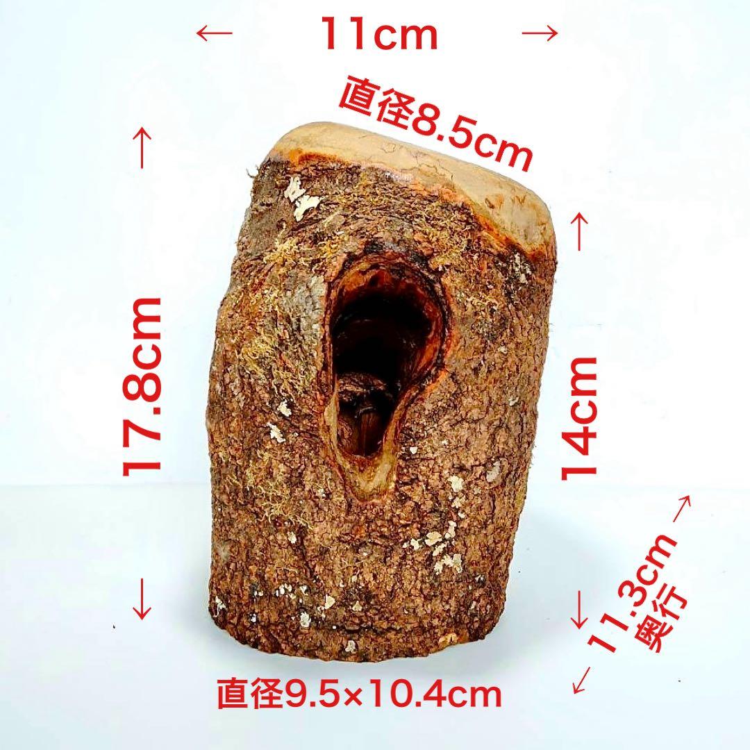 あ様 リクエスト 2点 まとめ商品 隠れ家 樹洞 クワリウム エサ皿