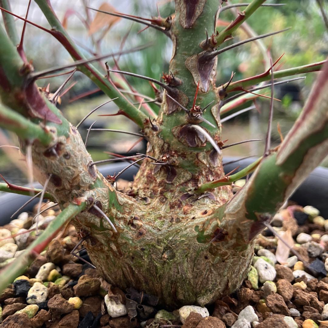 フォークイエリア ファシクラータ - メルカリ