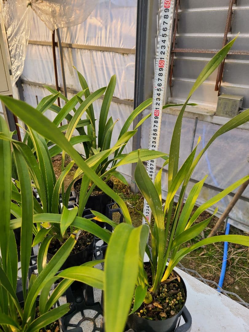 4寸。ミスマフェット。花芽3個。5鉢セット。蜜蜂誘引蘭。日本蜜蜂
