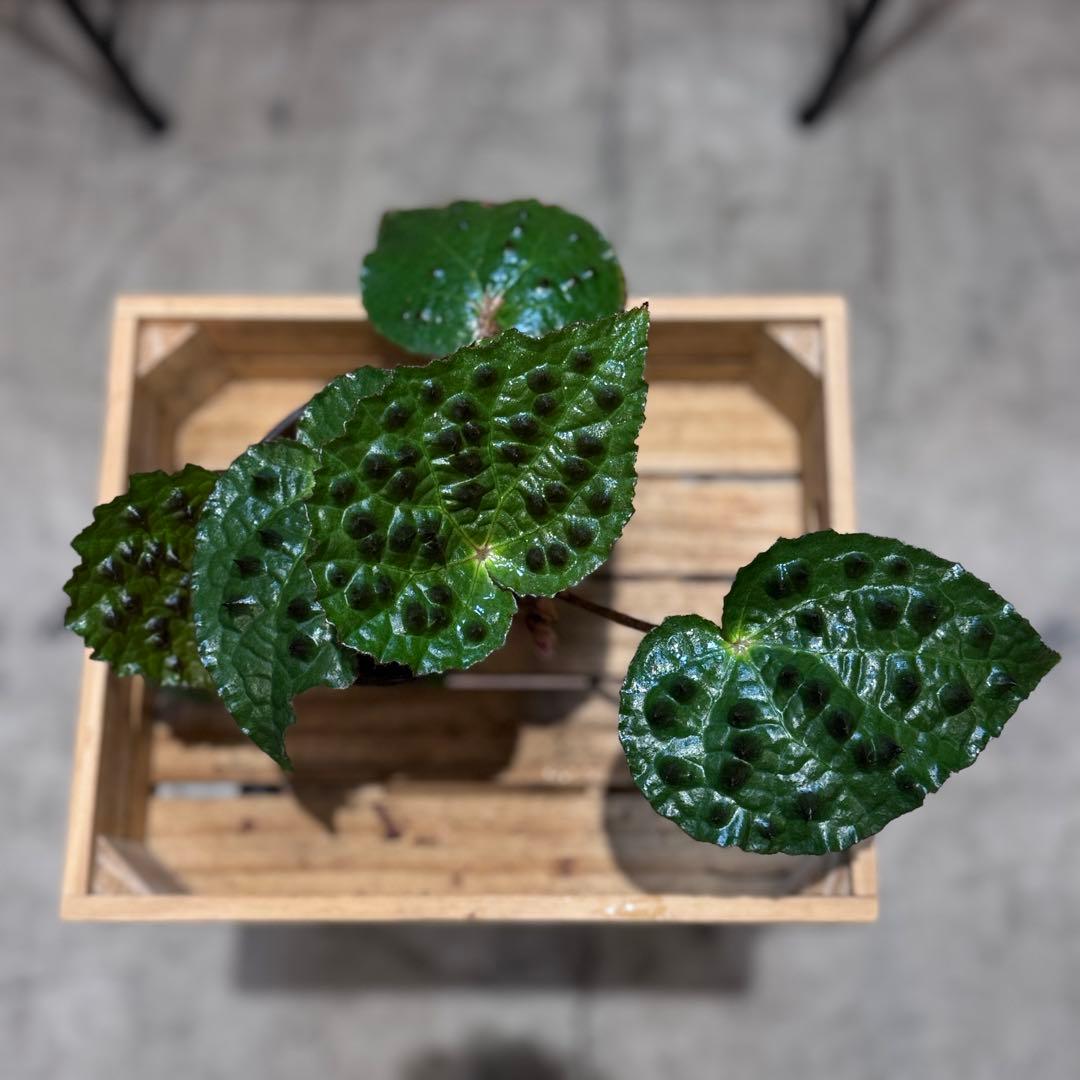 h*o様 26 ベゴニア フェロックス トゲトゲ 大きめ - メルカリ