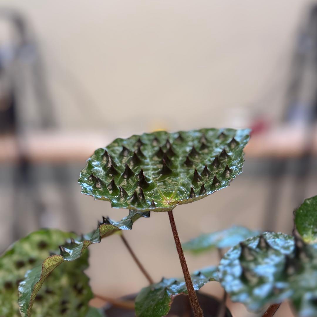 h*o様 26 ベゴニア フェロックス トゲトゲ 大きめ - メルカリ