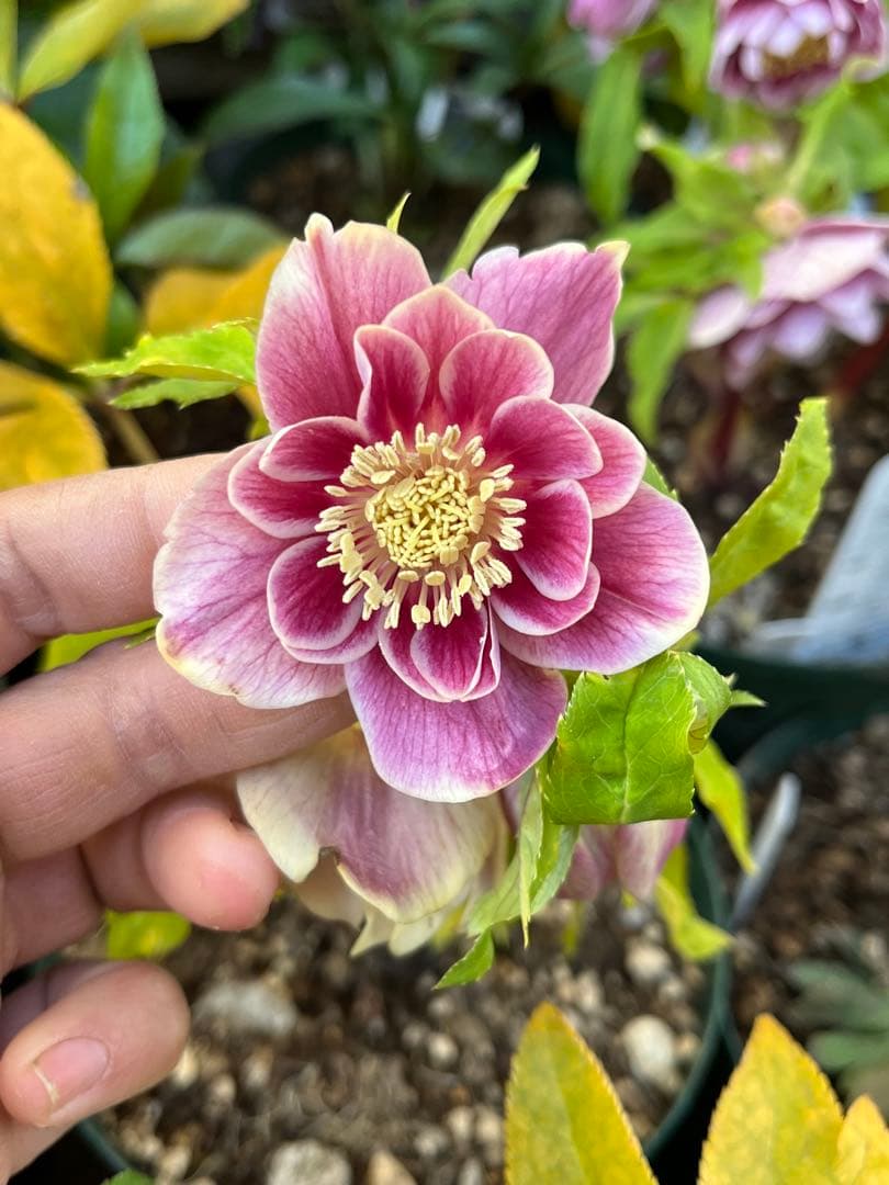 クリスマスローズ 認定ソレイユ dd