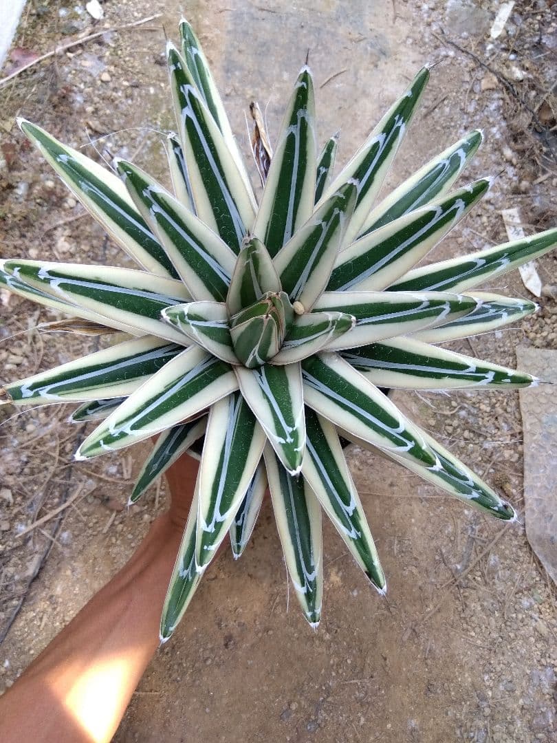 アガベ　氷山　超大株28センチ❗　③ アガベ 氷山 | hanayoshi-botanical