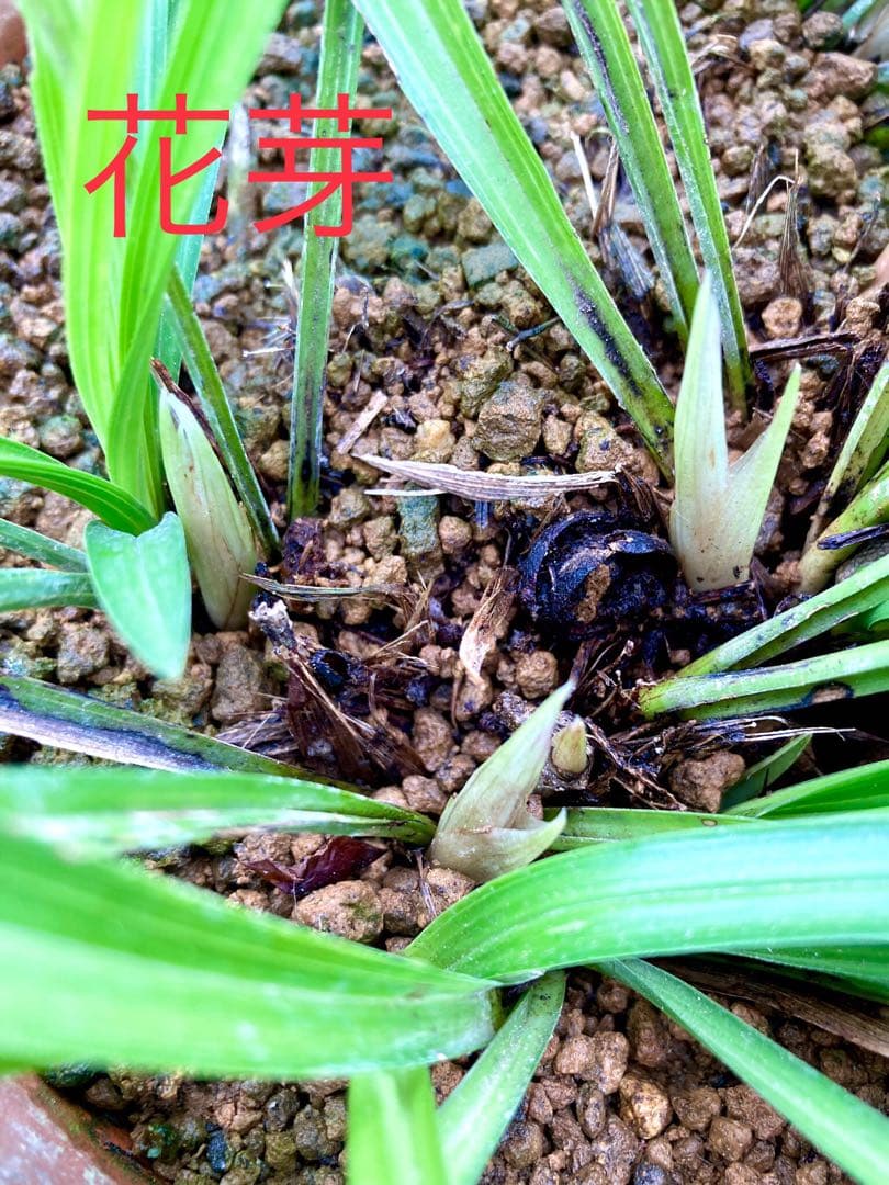 天然野生の春蘭＊花芽9個の超巨大優良株/根が頑丈で抜群！】シュンラン