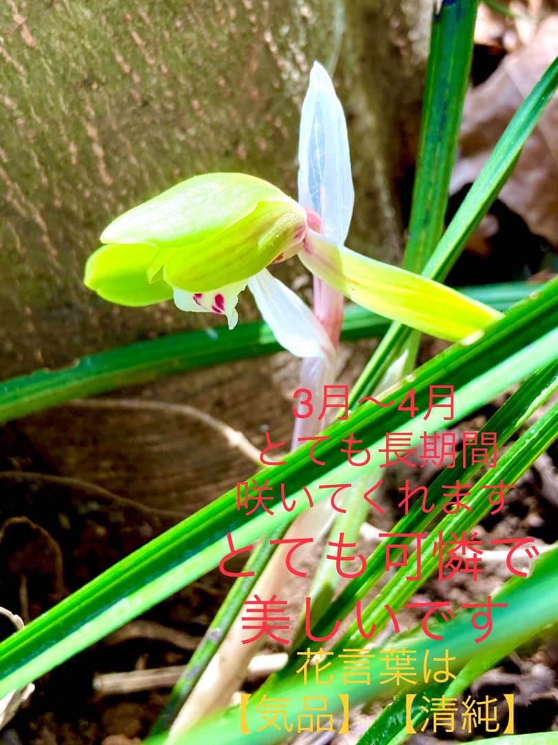 天然野生の春蘭＊花芽9個の超巨大優良株/根が頑丈で抜群！】シュンラン