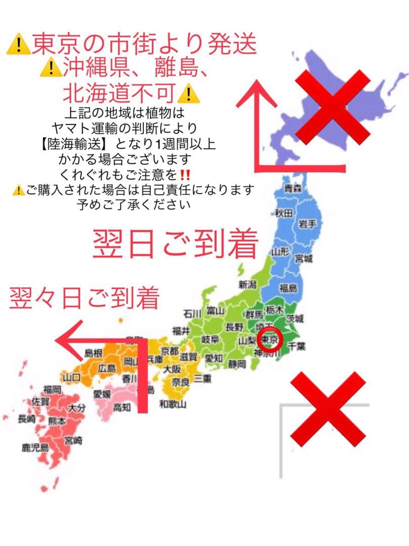 天然野生の春蘭＊花芽9個の超巨大優良株/根が頑丈で抜群！】シュンラン