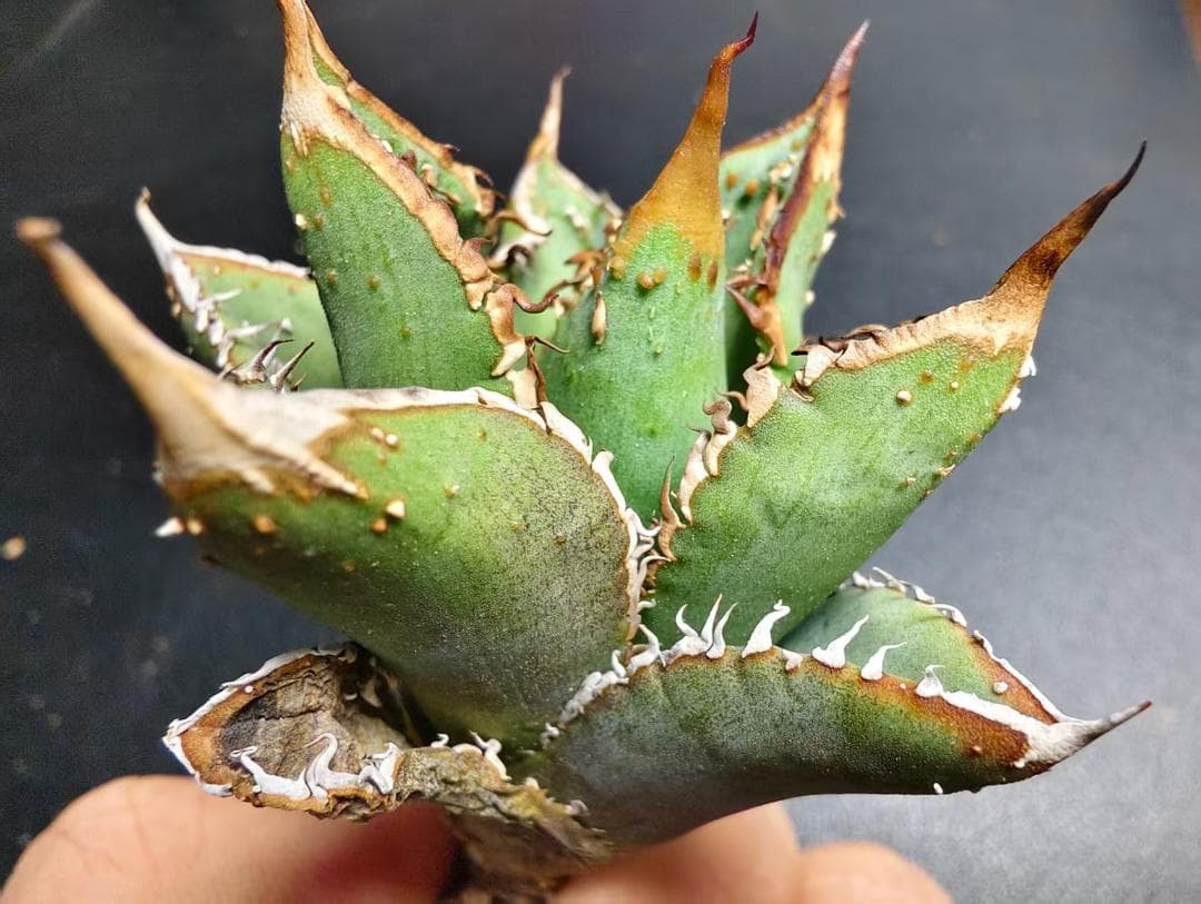 獣*様 アガベ チタノタ 麻花龍 極上強棘 特選美株 ブツブツ コレクシ Liz