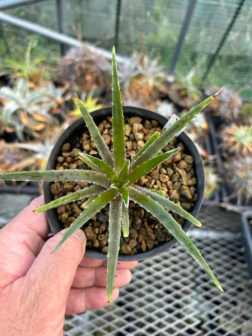 原種 ディッキア Dyckia reitzii rubra large form