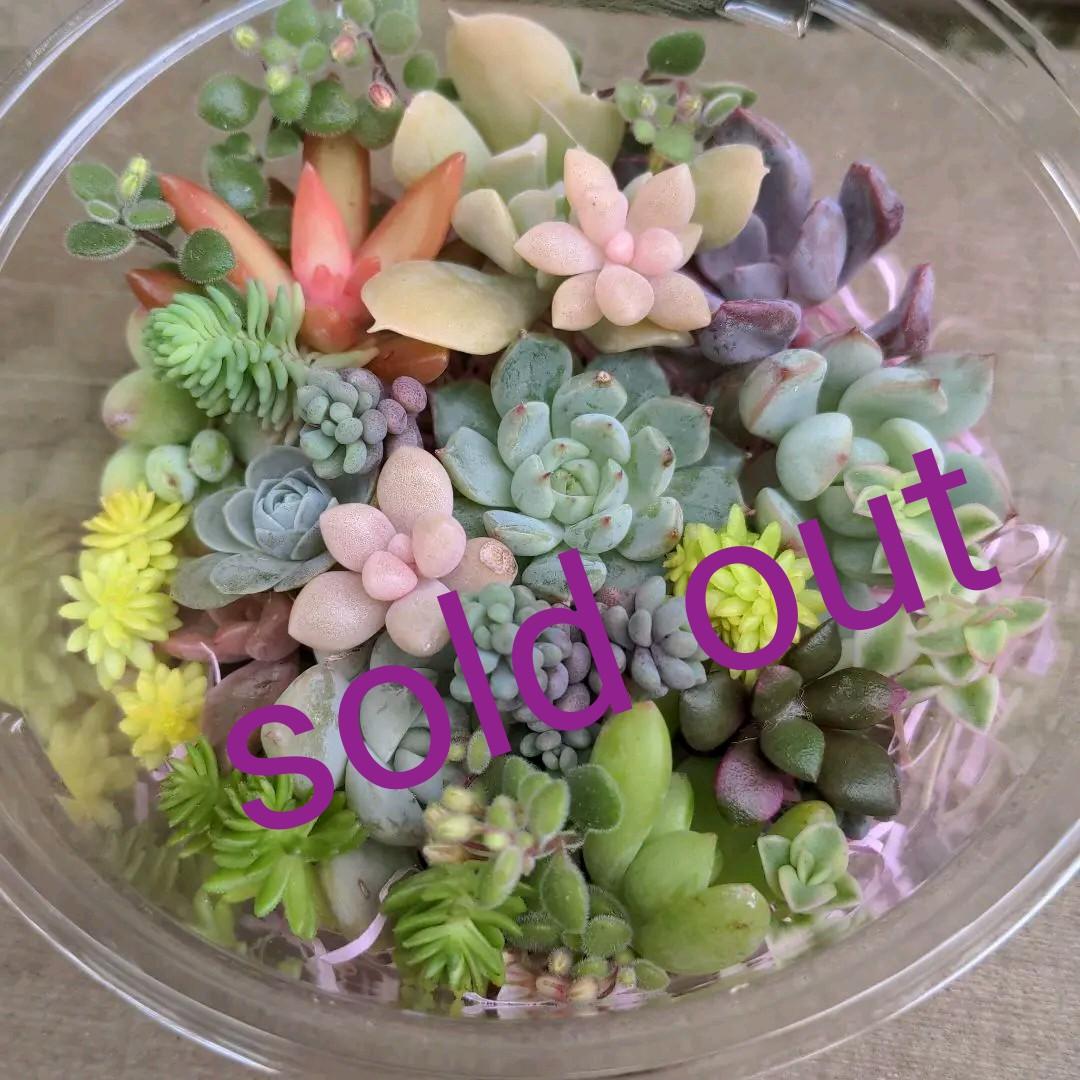 オペルクリカリア デカリー 細川政己