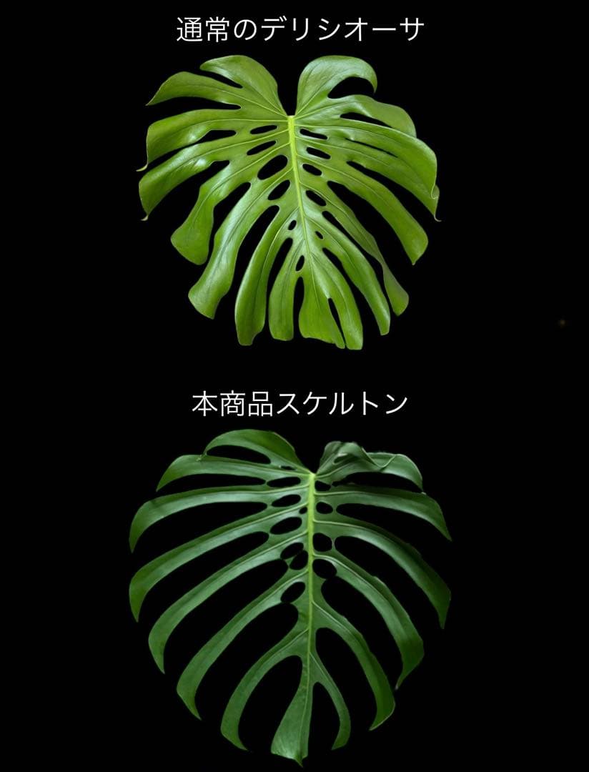 モンステラ スケルトン - メルカリ