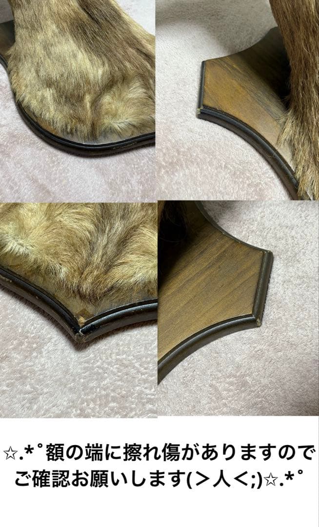 ✩.*˚鹿の剥製✩.*˚