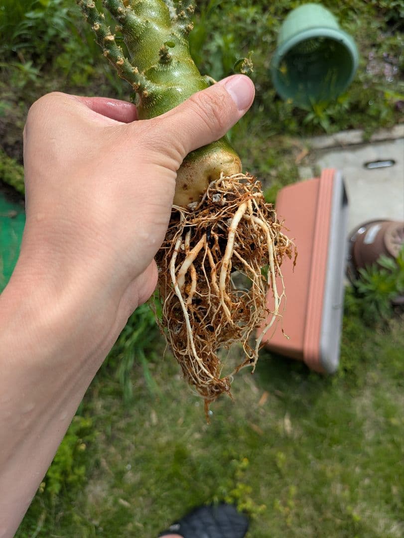 ドルステニアギガス　大株　1/1撮影