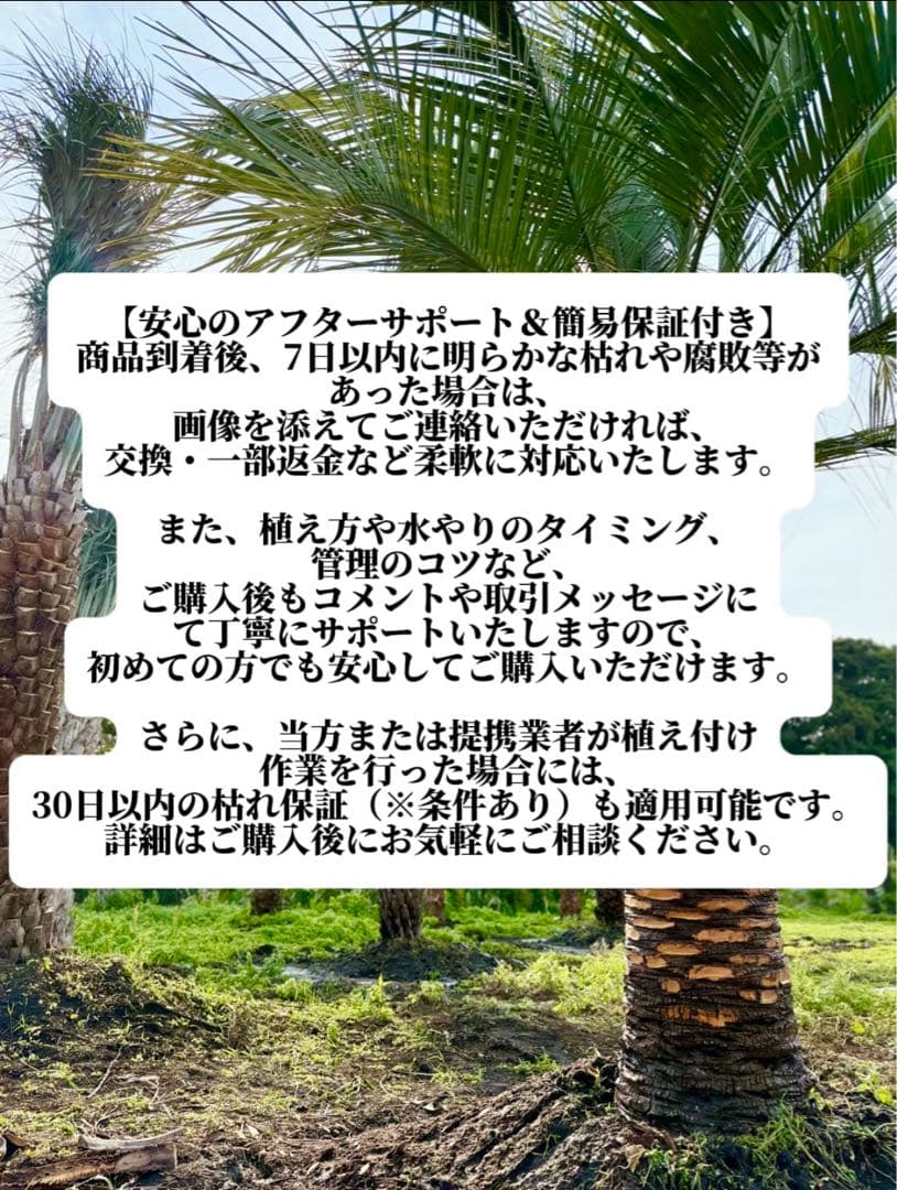 ラ*チ様 ココスヤシシルバーリーフ【極太】葉先170cm幹回り50cm 幹高