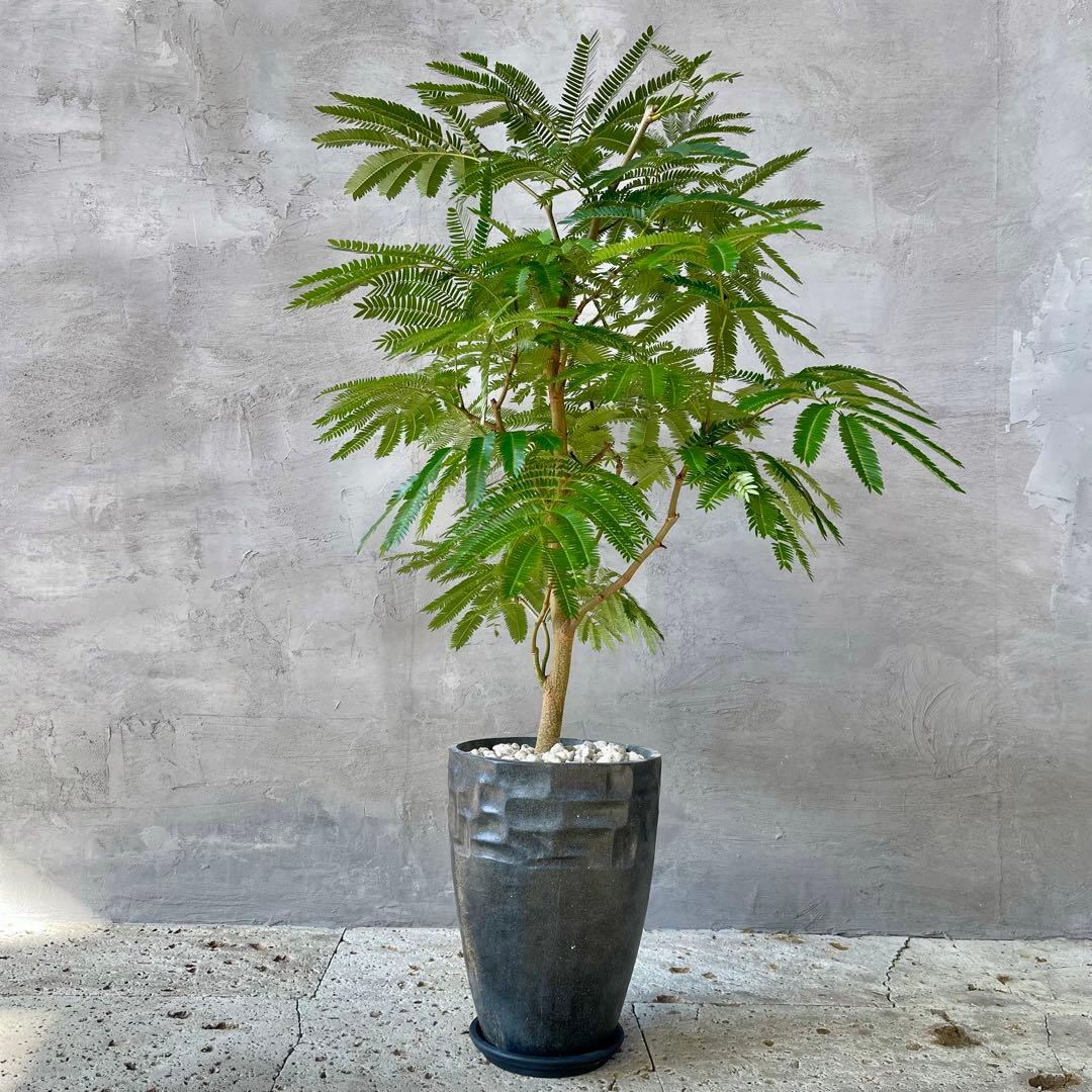 美形　大型　幹極太　エバーフレッシュ　朴仕立て　陶器鉢　植え込み発送 幹太 エバーフレッシュ 盆栽仕立て 7号 陶器鉢 植え込み発送 | HanaGokoro
