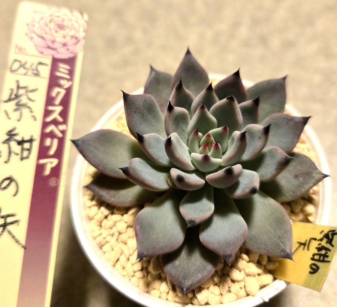 多肉植物 ミックスベリア 紫紺の矢 抜き苗 - メルカリ
