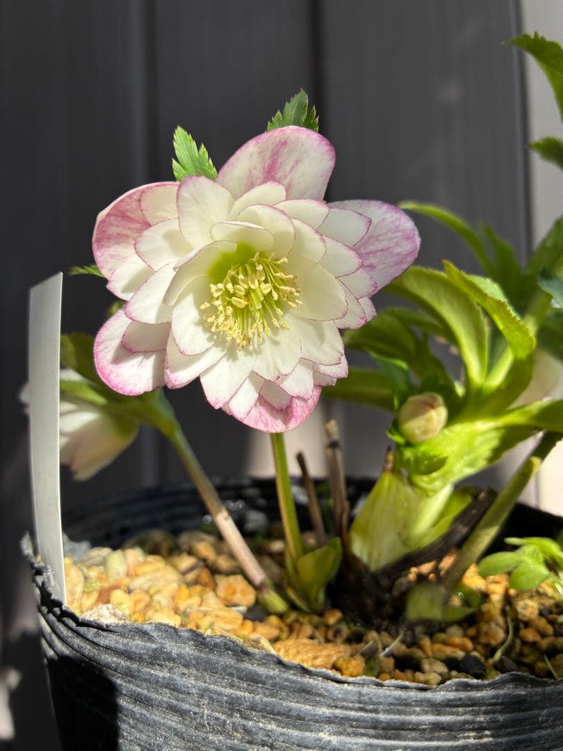 DDレッドエンジェル系ピンクぼかし XSサイズあり【ANGEL R/エンジェルアール】アメスリ/ ウエストリボン