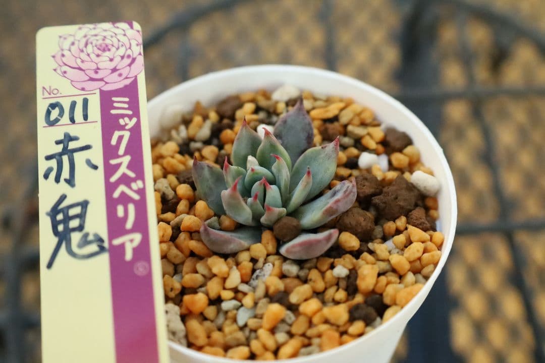 おらいさん苗 】そわそわ、青鬼、赤鬼など12苗セット（多肉植物