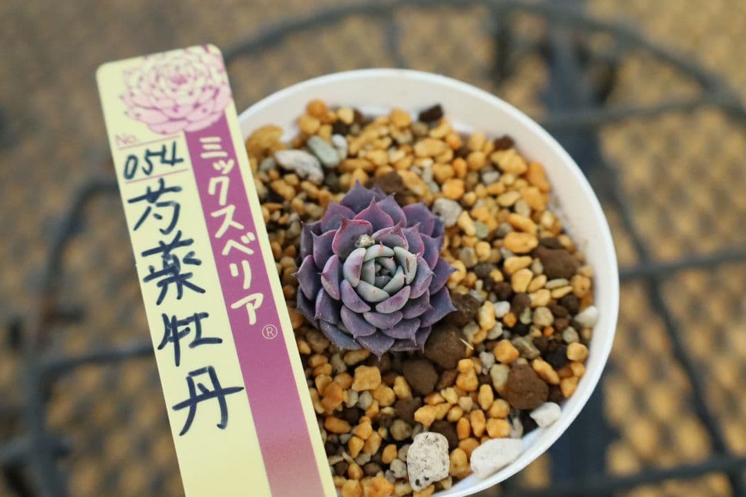 おらいさん苗 】そわそわ、青鬼、赤鬼など12苗セット（多肉植物