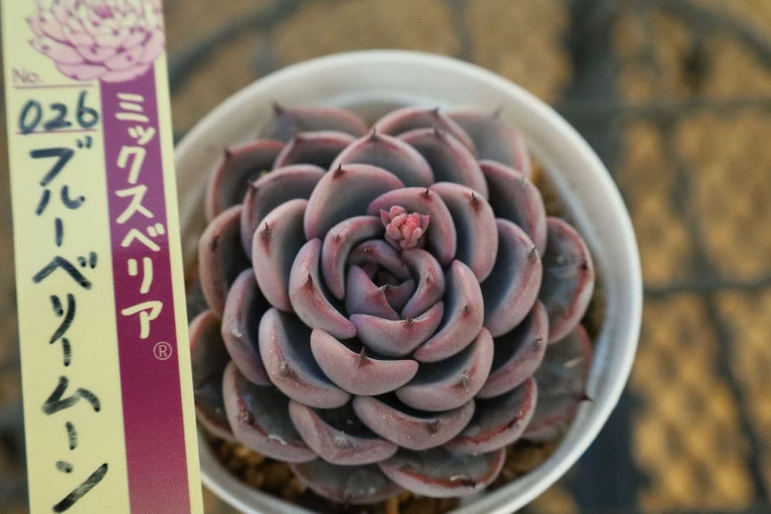 おらいさん苗 】そわそわ、青鬼、赤鬼など12苗セット（多肉植物